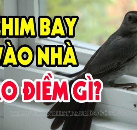 Con Chim Bay Vào Nhà Rồi Chết Là Điềm Báo Gì? Hên Hay Xui?